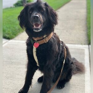 Neutral dog harness, collar and leash set